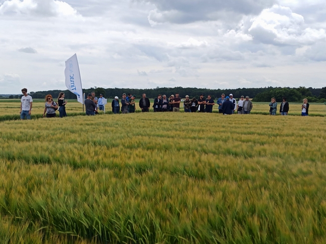 Uczestnicy spotkania na poletkach doświadczalnych z jęczmieniem jarym