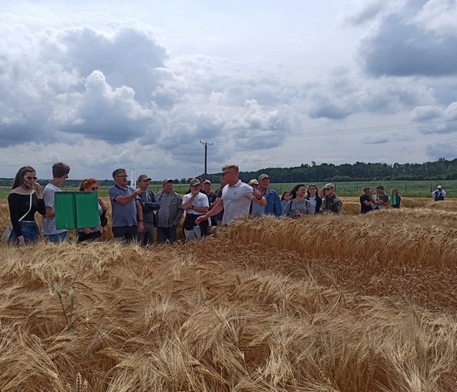 Uczestnicy spotkania na poletkach doświadczalnych z jęczmieniem ozimym