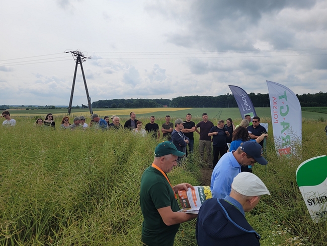 Uczestnicy spotkania na poletkach doświadczalnych z rzepakiem ozimym