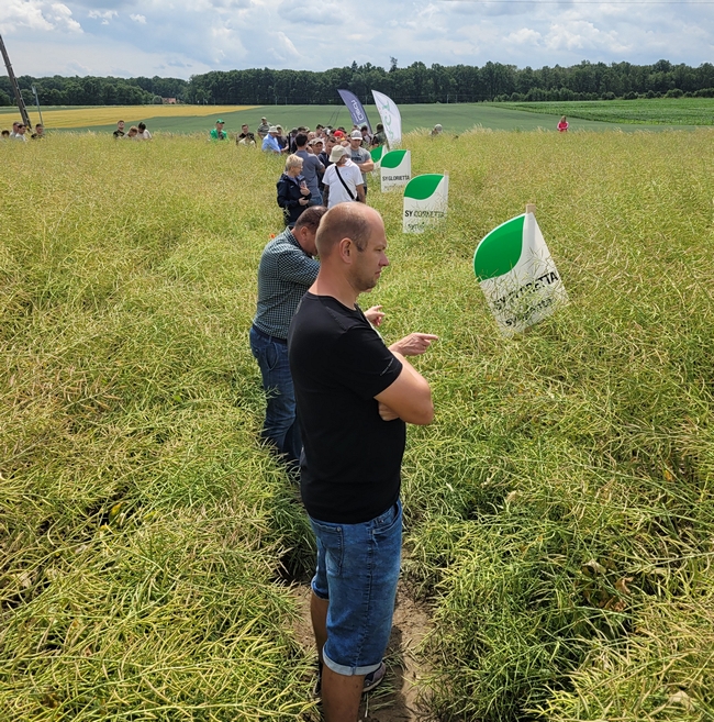 Uczestnicy spotkania na poletkach doświadczalnych z rzepakiem ozimym
