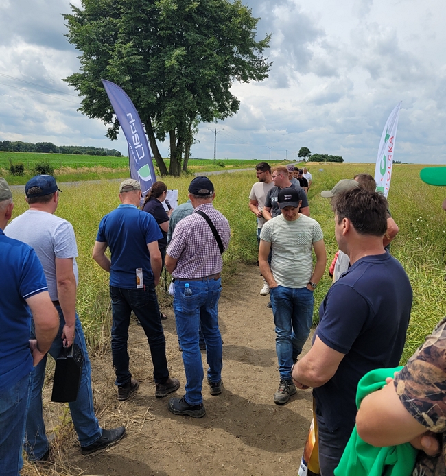 Uczestnicy spotkania na poletkach doświadczalnych z rzepakiem ozimym
