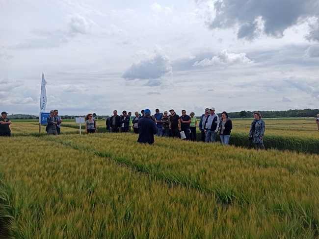 Uczestnicy spotkania na poletkach doświadczalnych z jęczmieniem jarym