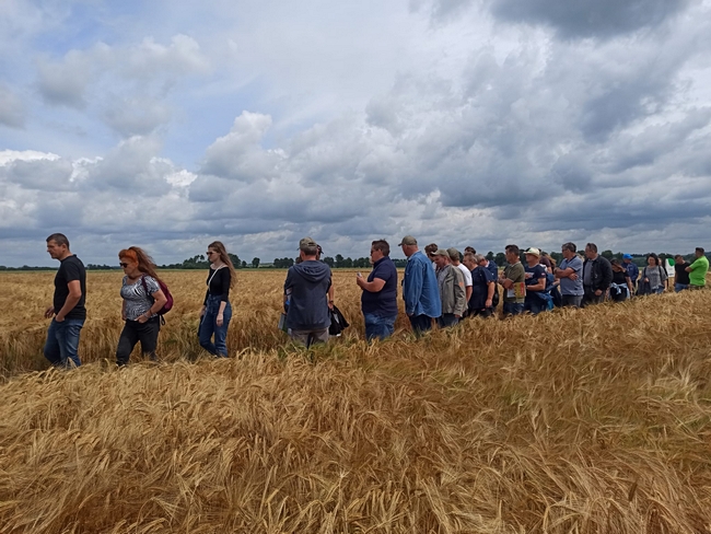 Uczestnicy spotkania na poletkach doświadczalnych z jęczmieniem ozimym