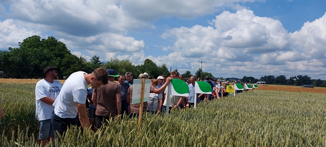 Uczestnicy Dnia Pola na poletkach doświadczalnych. 