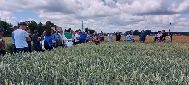 Uczestnicy Dnia Pola na poletkach doświadczalnych.