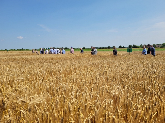 Uczestnicy narady podczas lustracji polowej