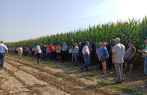 Uczestnicy w polu kukurydzy.