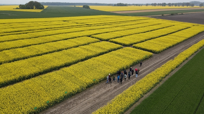 Kwalifikatorzy roślin oleistych 