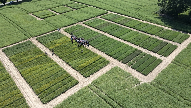 Kwalifikatorzy roślin bobowatych