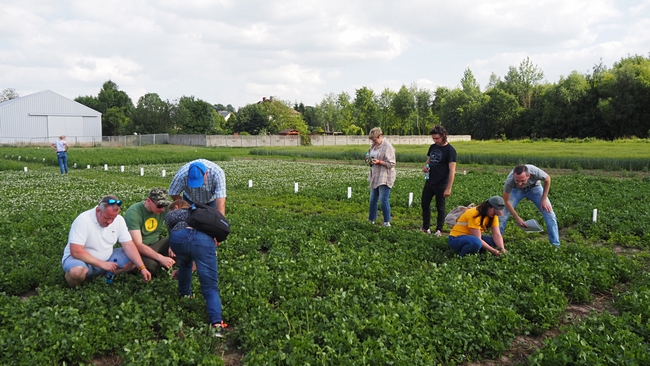 Kwalifikatorzy na roślinach bobowatych drobnonasiennych